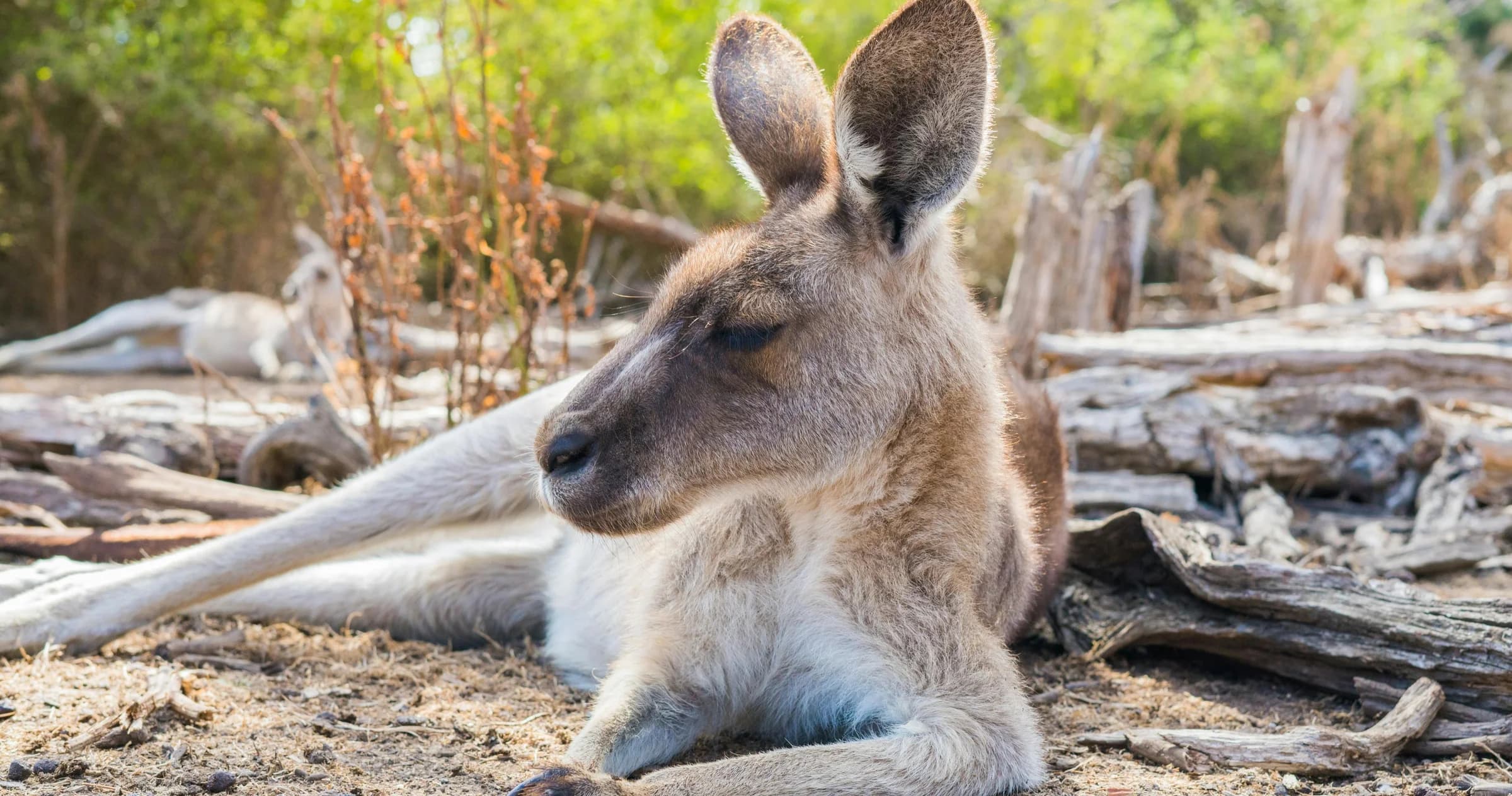 How AI-Assisted Development with Roo Code Is Transforming Software Engineering in 2025